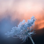 V zemi vycházejícího slunce...II.