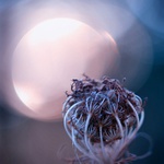 V zemi vycházejícího slunce...III.