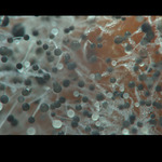 takovy divny kulicky