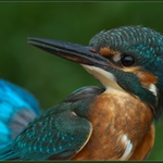 Ledňáček říční