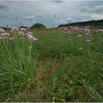 Česnek hranatý (Allium angulosum)