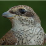 Ťuhýk obecný (Lanius collurio)