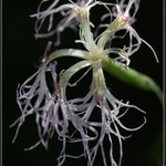 Hvozdík pyšný (Dianthus superbus)