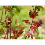 ***RANNÍ ŠELEST VĚTRU***