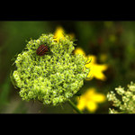 ***JSEM DOBŘE MASKOVANEJ?***