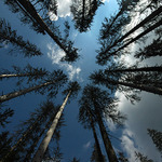 V lese plném kůrovce