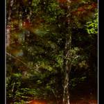 tůňka s rašelinou (jest to oranžové)