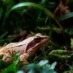 Pobozkaj ma, dostaneš ekzém