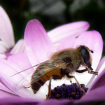 A teraz si dám do nosa