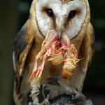 POZOR - budou kuřátka