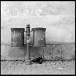 ve stínu odpadního koše