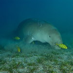 Dugong V