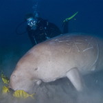 Dugong VI