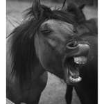 Zbavte ma tých múúúúch !!