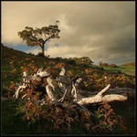 Živé a mrtvé dřevo