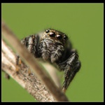 ** Sakra, co to je ?