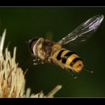 **Přistávací manévr **