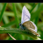 **Chytání posledního bronzu**