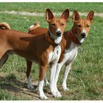 Vidíš to co já ...