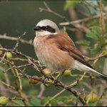  U rybníka je živo VI