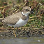 U rybníka je živo VIII