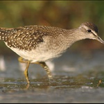 U rybníka je živo IX