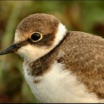 U rybníka je živo X