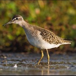 U rybníka je živo XI