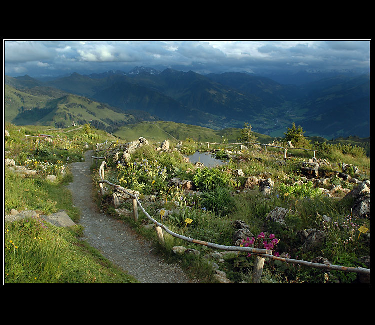 Horská květena na Kitzbüheleru