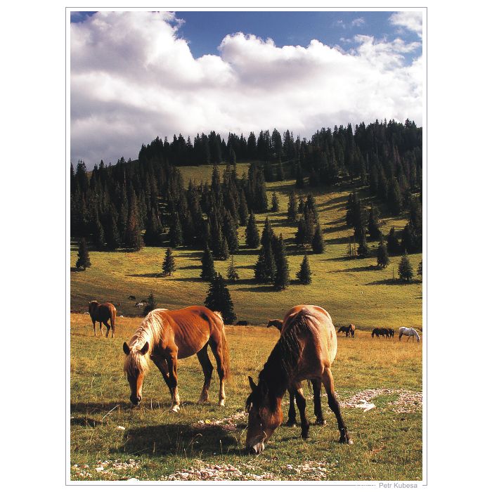 Polodivocí koně...