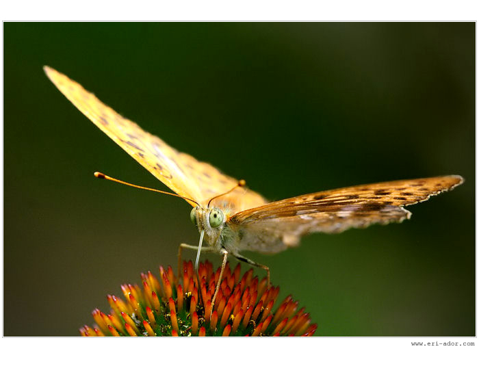 *butterfly*