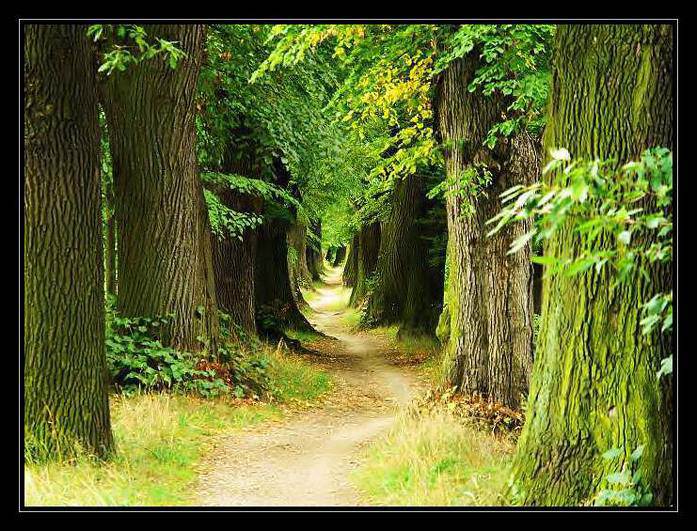 The path