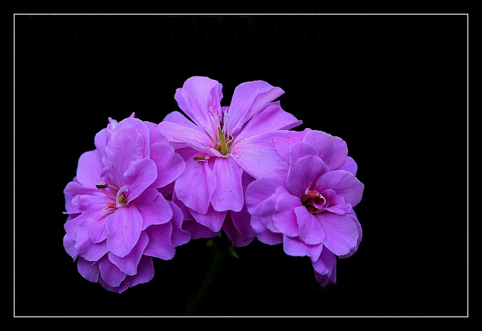 fialová
