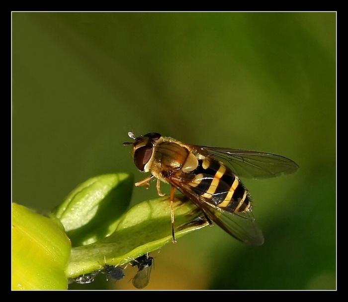 Scaeva pyrastri