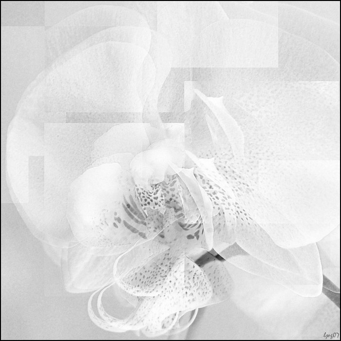 Orchidej