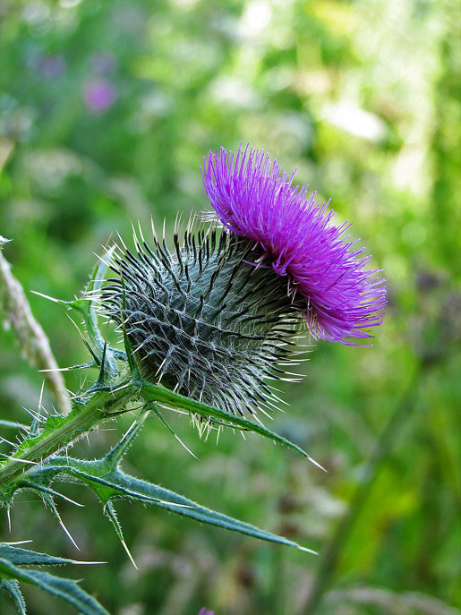 Thistle - Scottish national symbol