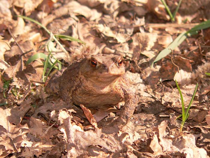 Dokonalé maskování