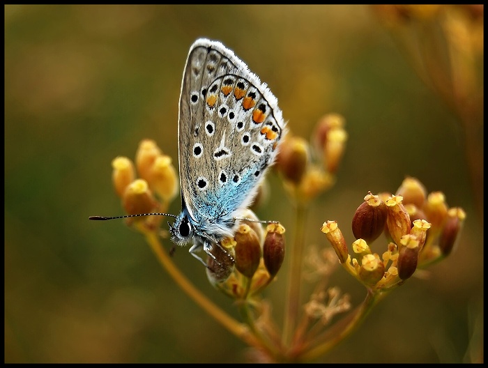Polyommatus icarus