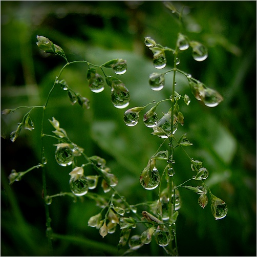 Poezie (Vodní svět)