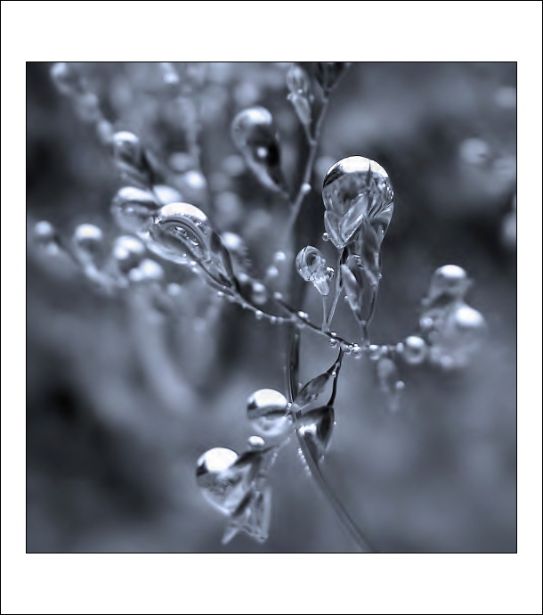 Blues (Vodní svět)