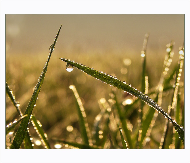 OrOsená (Vodní svět)