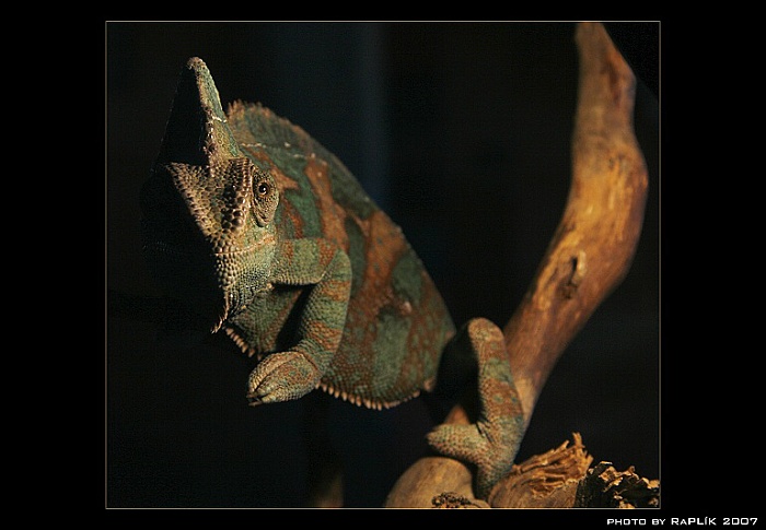 Chameleon Matcha