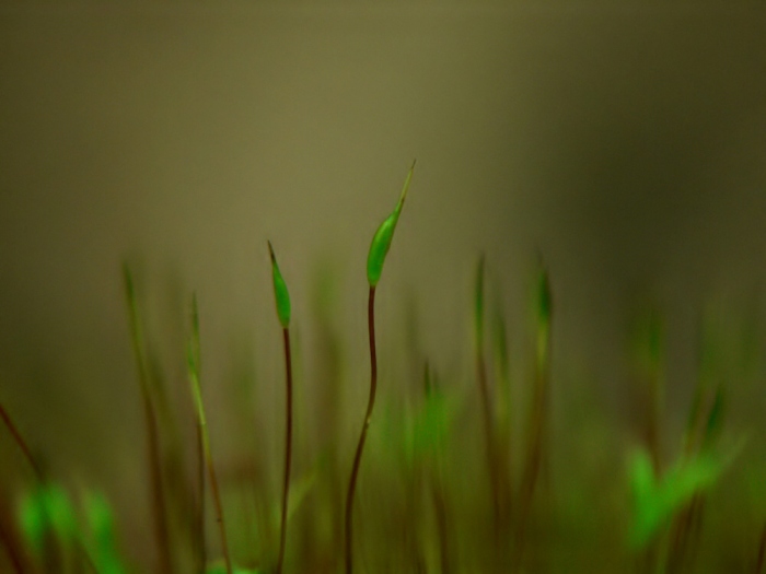 ...mechová pohodovka...