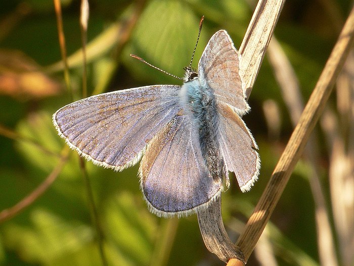 ..podzimní parádník..