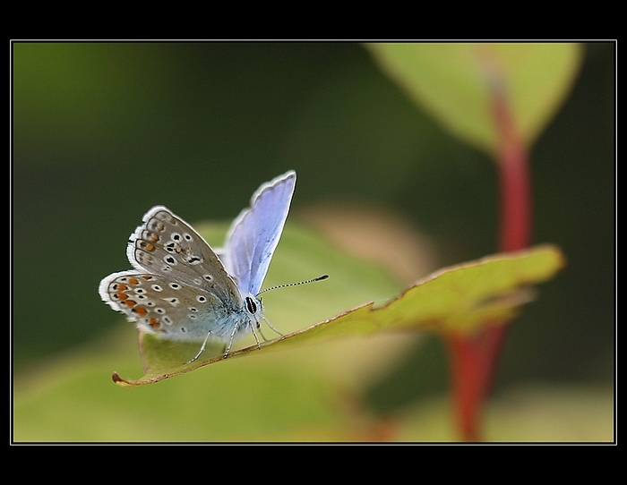Motýlek2
