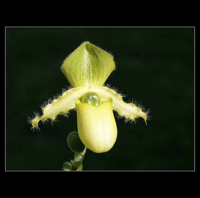 Paphiopedilum...