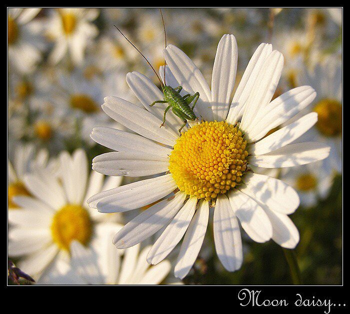 Moon daisy