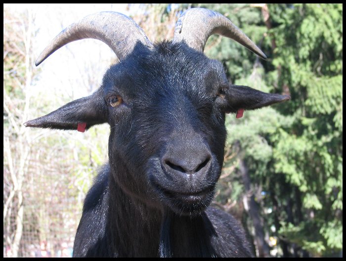 kozička