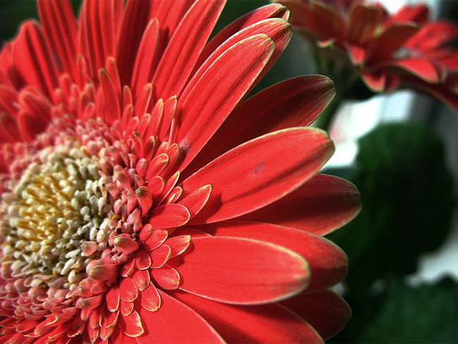 gerbera