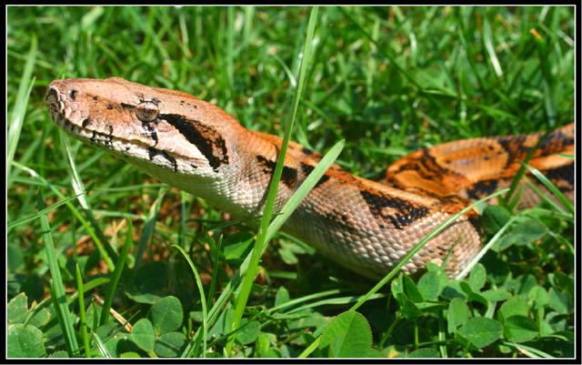 B. c. imperator